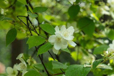 Mükemmel kokulu, doğal, güzel Yasemin bahçesinde mükemmel bir geçmişi var.