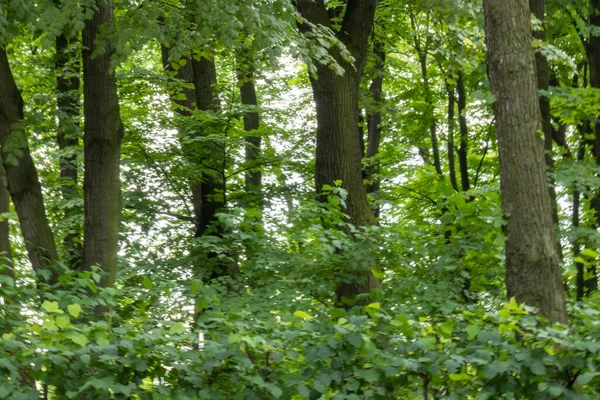 Große Schöne Natürliche Grüne Bäume Und Pflanzen Garten Park Wald — Stockfoto