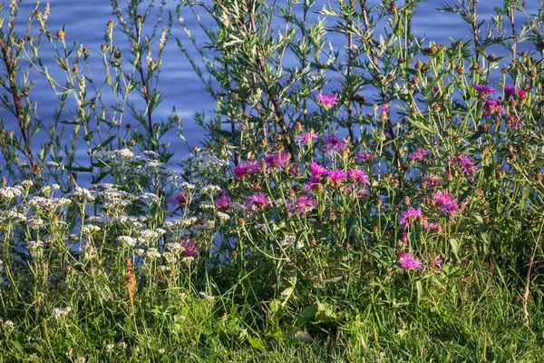 Güzel Doğal Renkli Parlak Çiçekler Kıyıdaki Bitkiler Mavi Bir Göletin — Stok fotoğraf