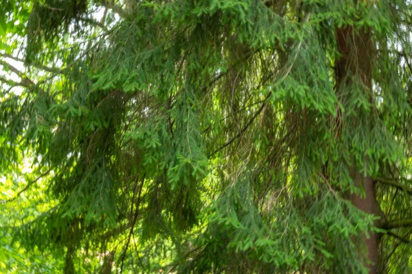 Schöner Natürlicher Großer Grüner Nadelbaum Weihnachtsbaum Wald Park Garten — Stockfoto