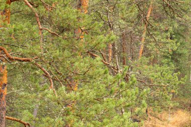 Güzel, doğal, yeşil, kozalaklı ağaçlar Park 'ta, taygada, ormanda