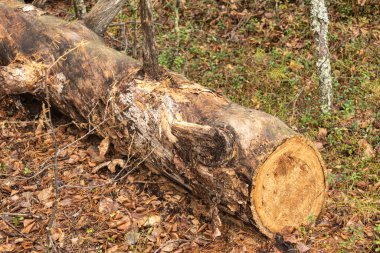 Testereli ağaç, ormandaki dokusu, Taiga Redi bitkileri, çimenler, yapraklar