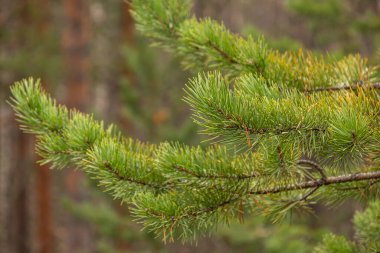 Güzel, doğal, yeşil kozalaklı ağaçlar Tayga 'da, ormanda