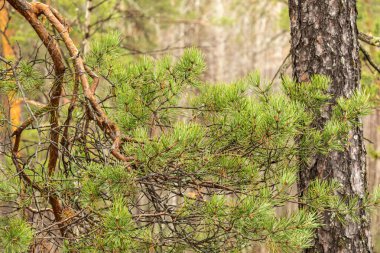 Güzel, doğal, yeşil kozalaklı ağaçlar Tayga 'da, ormanda