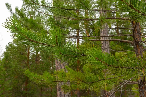Schöne Natürliche Grüne Nadelbäume Park Taiga Wald — Stockfoto