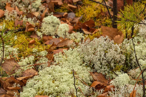 Bella Texture Foresta Autunnale Taiga Parco Con Muschio Foglie Piante — Foto Stock