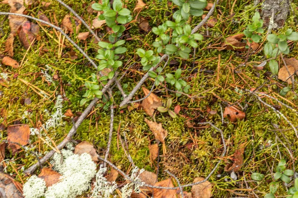Krásná Textura Podzimního Lesa Tajga Park Mechem Listy Rostliny Brusinky — Stock fotografie