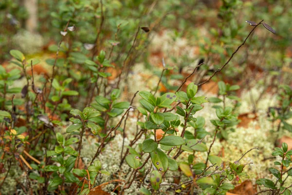 Bella Texture Foresta Autunnale Taiga Parco Con Muschio Foglie Piante — Foto Stock