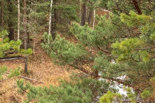 Schöne Natürliche Grüne Nadelbäume Park Taiga Wald — Stockfoto