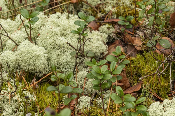 Krásná Textura Podzimního Lesa Tajga Park Mechem Listy Rostliny Brusinky — Stock fotografie