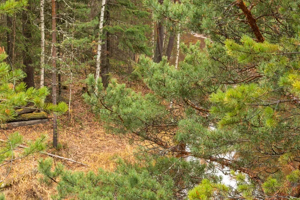 Güzel, doğal, yeşil, kozalaklı ağaçlar Park 'ta, taygada, ormanda
