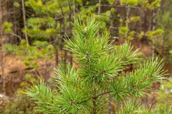 Gyönyörű Természetes Zöld Tűlevelű Fák Parkban Tajga Erdő — Stock Fotó