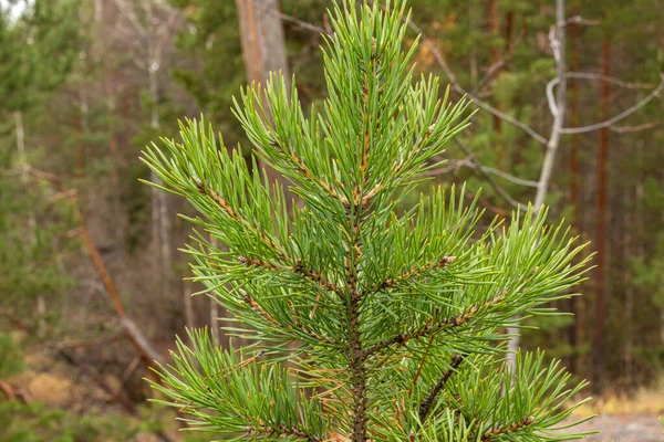 Vackra Naturliga Gröna Barrträd Parken Taiga Skog — Stockfoto