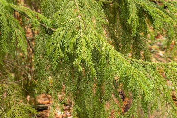 Árvores Coníferas Bonitas Naturais Verdes Taiga Floresta — Fotografia de Stock