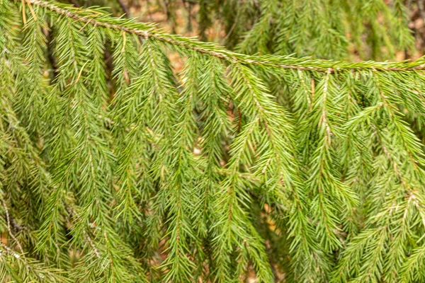 Árboles Coníferas Hermosas Naturales Verdes Taiga Bosque —  Fotos de Stock