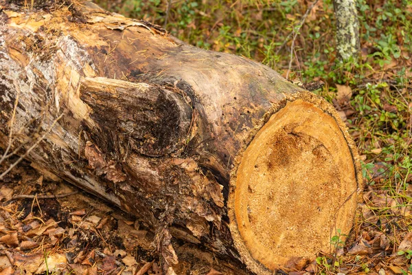 Testereli ağaç, ormandaki dokusu, Taiga Redi bitkileri, çimenler, yapraklar