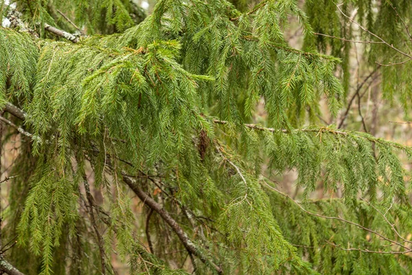 Schöne Natürliche Grüne Nadelbäume Der Taiga Wald — Stockfoto