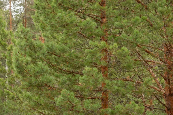 Gyönyörű Természetes Zöld Tűlevelű Fák Tajgában Erdőben — Stock Fotó