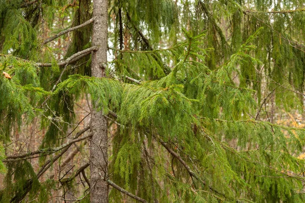 Gyönyörű Természetes Zöld Tűlevelű Fák Tajgában Erdőben — Stock Fotó