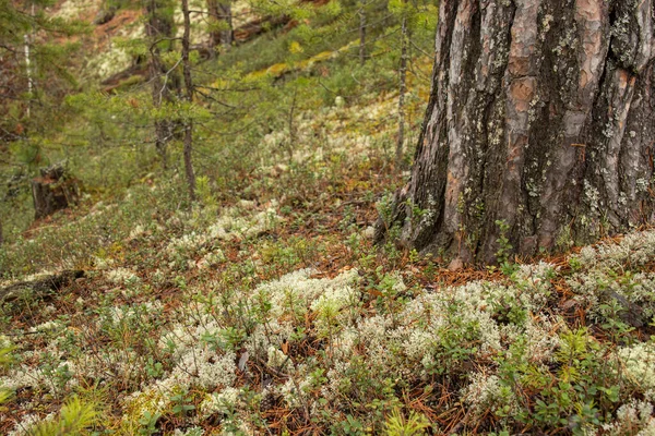 秋の森 苔とタイガ クランベリー 木の美しい 自然な質感 — ストック写真