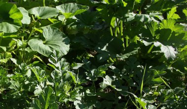 Organik sebze yeşilliği, ışık ve gölge.