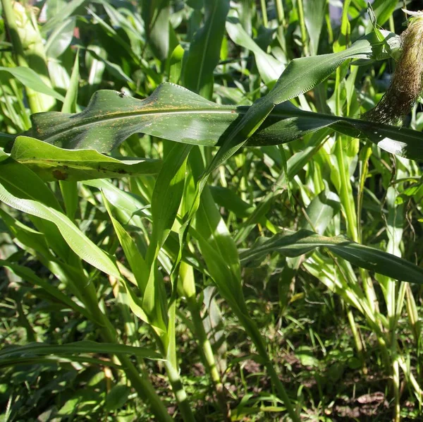 Gros Plan Jeunes Plants Maïs Dans Potager — Photo