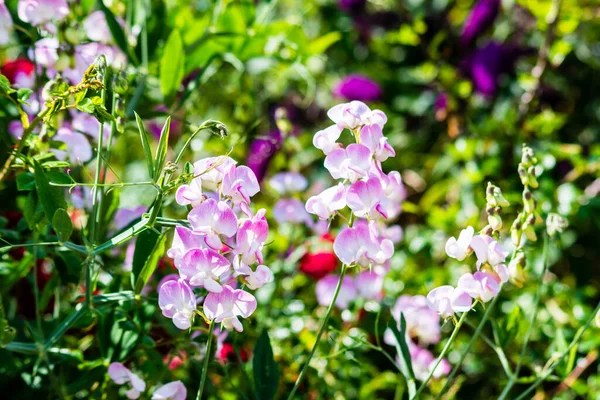 Kmeny Sladké Hrachové Květy Lathyrus Odoratus Světlými Středy Stínování Přes — Stock fotografie