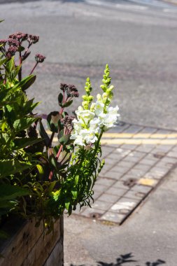 Beyaz Aslanağzı, Antirrhinum Majus 'un bulunduğu bir caddede uzanan yükseltilmiş bir çiçek tarhının kenarı.