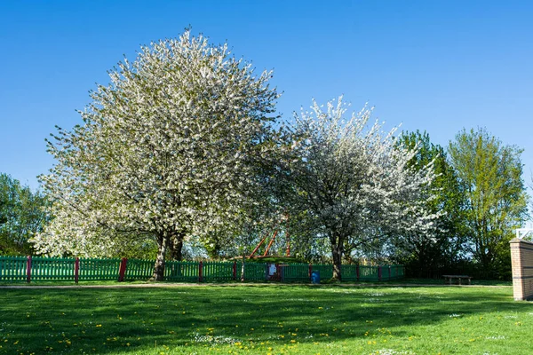Par Cerezos Cubiertos Flores Blancas Frente Área Juegos Para Niños — Foto de Stock
