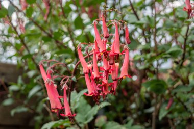 Pembemsi kırmızı tüp şeklinde sarkan çiçekler. Fushia Burnu, Phygelius Capensis, çalılık.