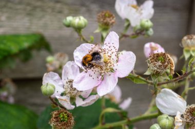 Bir ağaç yaban arısı, bomba hipnozu, küçük beyaz bir böğürtlenden nektar toplamak, rubus, çiçek
