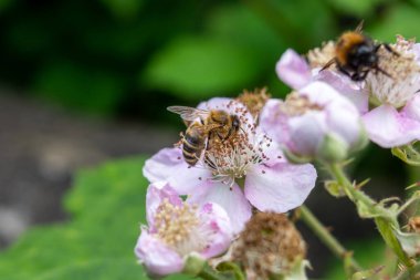 Bal arısı, Apis Mellifera, böğürtlenli böğürtlenle besleniyor, Rubus, arka planda odaklanamadığı başka bir arı ile çiçek açıyor.