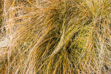 Süslü otların birbirine dolanmış yapraklarının yakın görüntüsü Yeni Zelanda Saç Saçı Kareks Testacea
