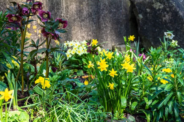 Rincón Sombreado Pequeño Jardín Día Primavera Con Narcisos Hellebores Creciendo —  Fotos de Stock