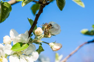Batıdan bir bal arısı mellifera mavi gökyüzüne karşı elma çiçeğini ziyaret ediyor.