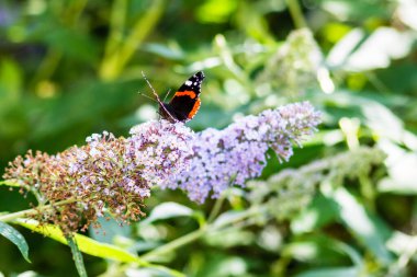 Kızıl Amiral Vanessa atalanta bir Budleia otobüsünün açık renkli mor çiçeklerinde kelebekleri besliyor ya da nektarlıyor.