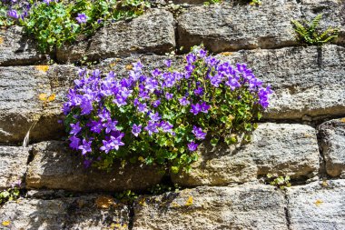 Avon 'da Bradford' da gün ışığında mor mavi renkli çiçekleri olan bir çan çiçeği (campanula) taştan bir duvarda büyüyor.