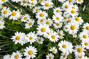 Yeşil yapraklarına karşı büyük beyaz ve sarı çiçek başları, Leucanthemum superbum