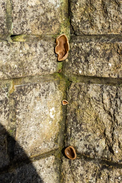 4 jelly ear fungi Auricularia auricula-judae seen growing from  2 walls where the walls meet