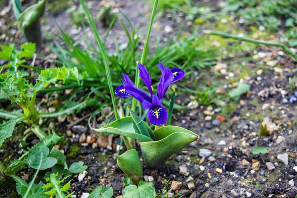 Una Enana Púrpura Color Azul Oscuro Iris Pigmeo Pumila Iris —  Fotos de Stock