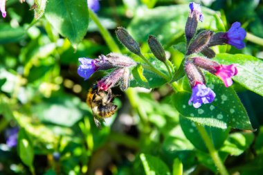 Erkek kıllı bir çiçek arısı Anthophora tüyleri Akciğer otu çiçeğinden besleniyor Pulmonaria officinalis