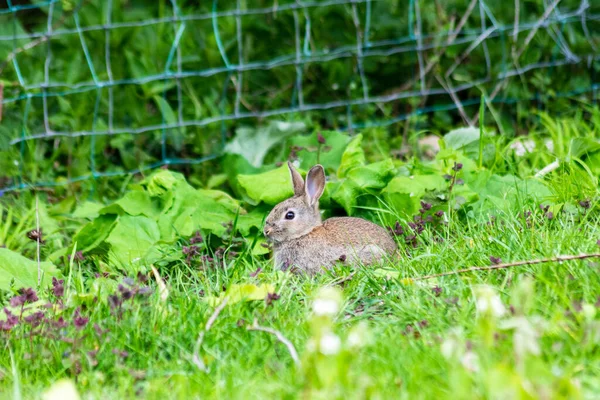 Conejo Salvaje Europeo Joven Oryctolagus Cuniculus Sienta Alerta Hierba Borde — Foto de Stock