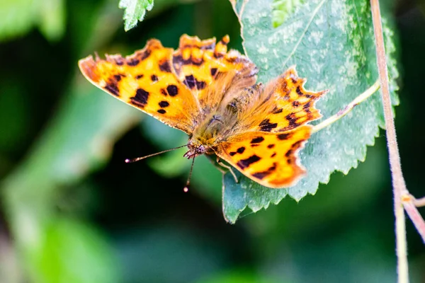 茶色とオレンジ色のコンマ蝶ポリゴニアCアルバムは その翼を開いて葉の上に小枝に休んで — ストック写真