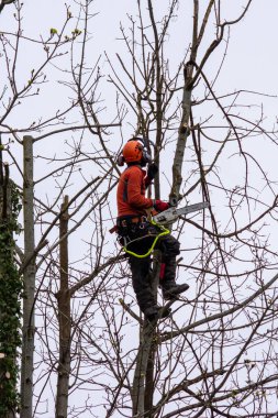 Elektrikli testereyle ağaca tırmanmış ölü ve hasarlı dalları güvenli bir şekilde temizlemeye çalışan bir işçi.