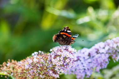 Kızıl Amiral Vanessa atalanta bir Budleia otobüsünün açık renkli mor çiçeklerinde kelebekleri besliyor ya da nektarlıyor.
