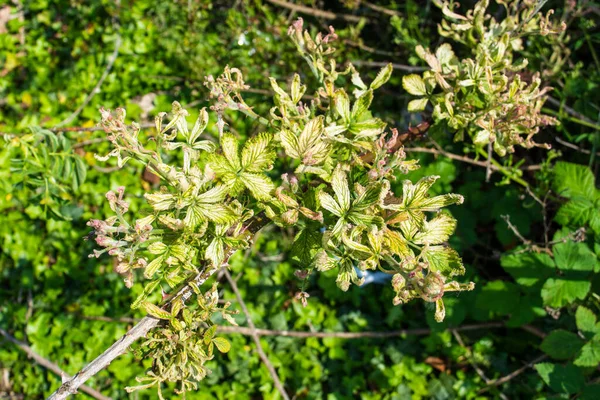 Listy Ostružinového Ostružiníku Rubus Fruticosus Vykazující Zbarvení Deformace Spojené Použitím — Stock fotografie