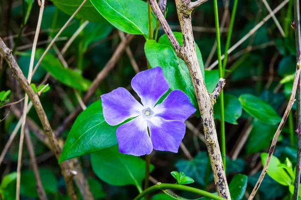 Une Fleur Pervenche Bleu Vif Vinca Major Avec Ses Feuilles — Photo