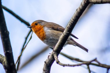 Yaygın ya da Avrupalı bir nar bülbülü Erithacus rubecula nar bülbülü ilkbaharın başlarında bir dala tünemişti.