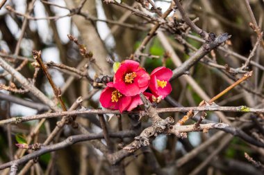 Bir grup kırmızı çiçek.