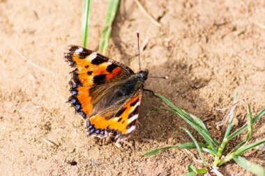 Küçük bir kaplumbağa kabuğu kelebek. Aglais urticae kuru tozlu bir zeminde dinleniyor. Açık kanatları ve görülebilir bir ot yaprağı var.